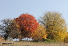 گزارش تصویری از فصل پاییز در جنگل ابر شاهرود